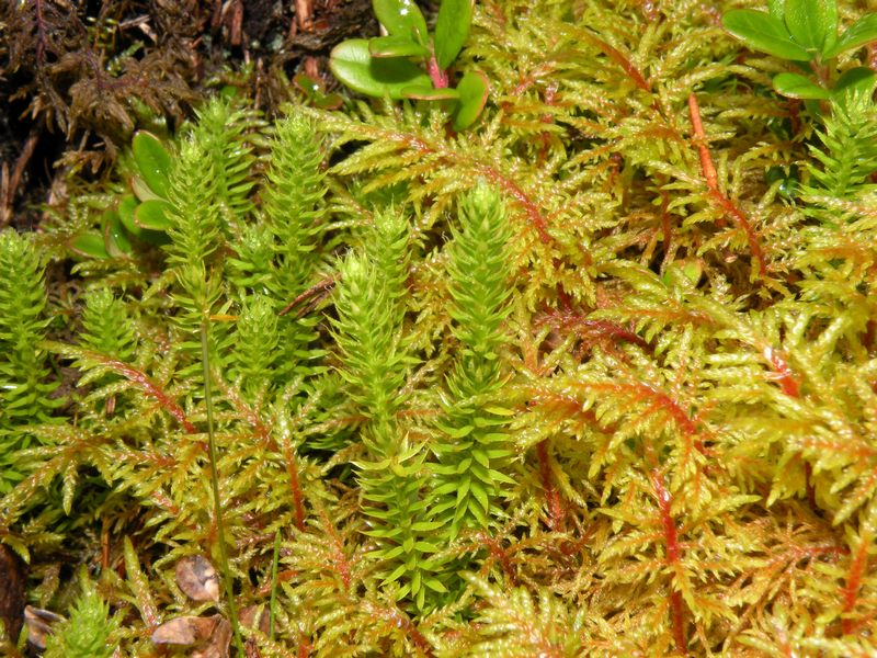 Muschio: Pleurozium schreberi